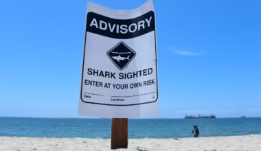 Shark sightings on the rise in Southern California beaches – NBC Los Angeles
