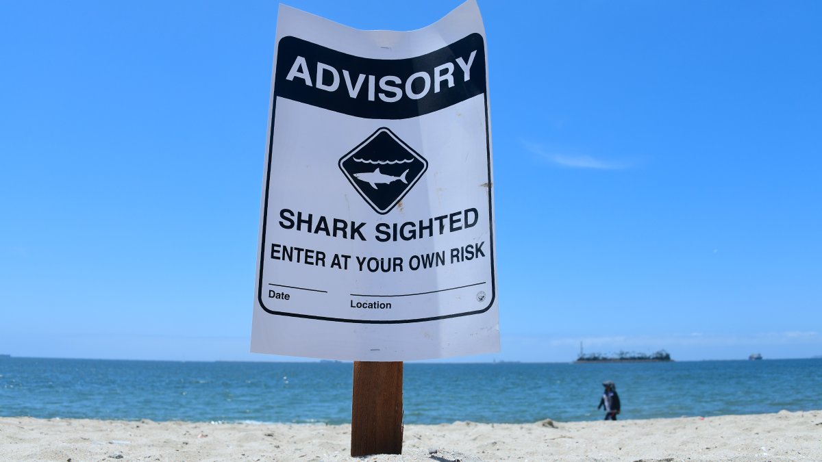 Shark sightings on the rise in Southern California beaches – NBC Los Angeles