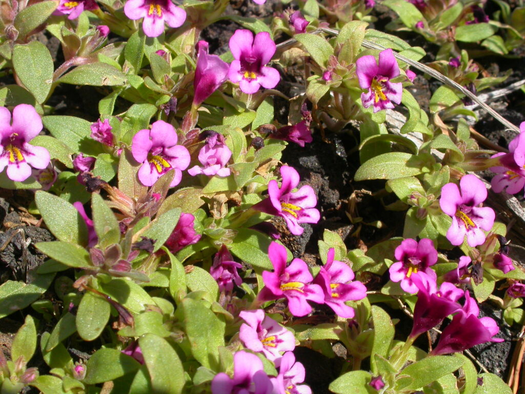 Slender stemmed monkeyflower