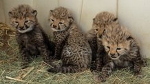 Four male cheetah cubs were born at the San Diego Zoo Safari Park on Jan. 24, 2026. (San Diego Zoo Wildlife Alliance)