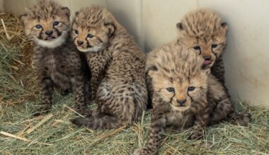 Cheetah cub litter born at the San Diego Zoo Safari Park – NBC 7 San Diego