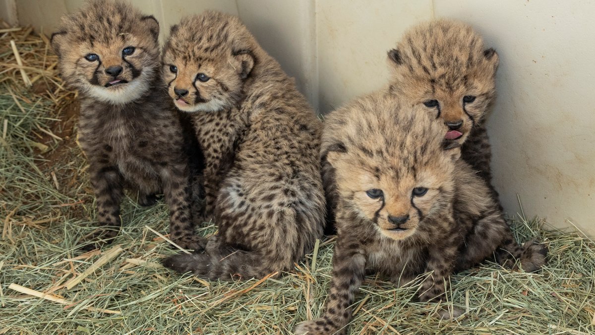 Cheetah cub litter born at the San Diego Zoo Safari Park – NBC 7 San Diego