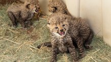 Cheetah cubs play in their den at the Carnivore Conservation Center at the San Diego Zoo Safari Park. (San Diego Zoo Wildlife Alliance)