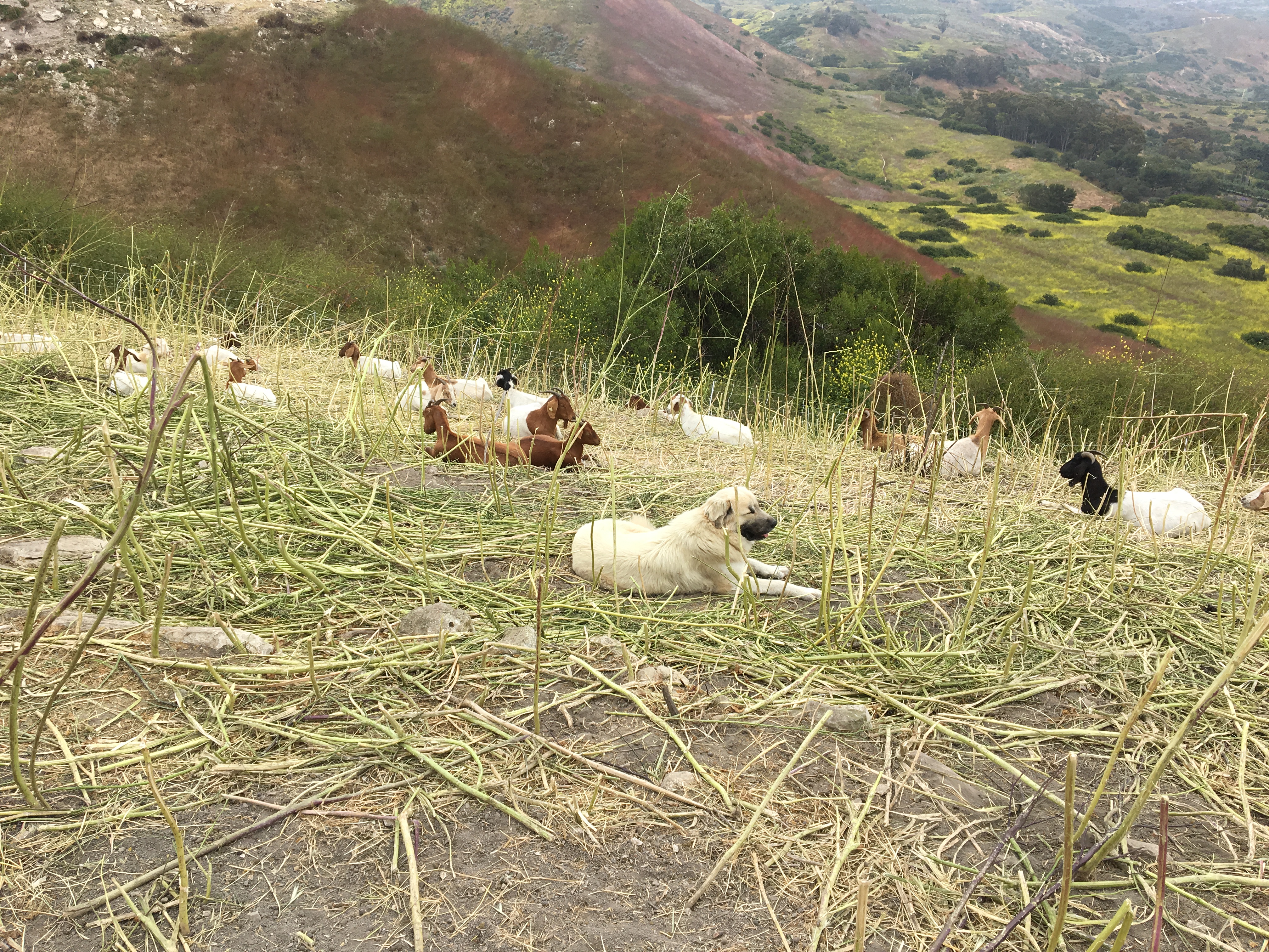 A herding dog keeps watch over a tribe of goats...