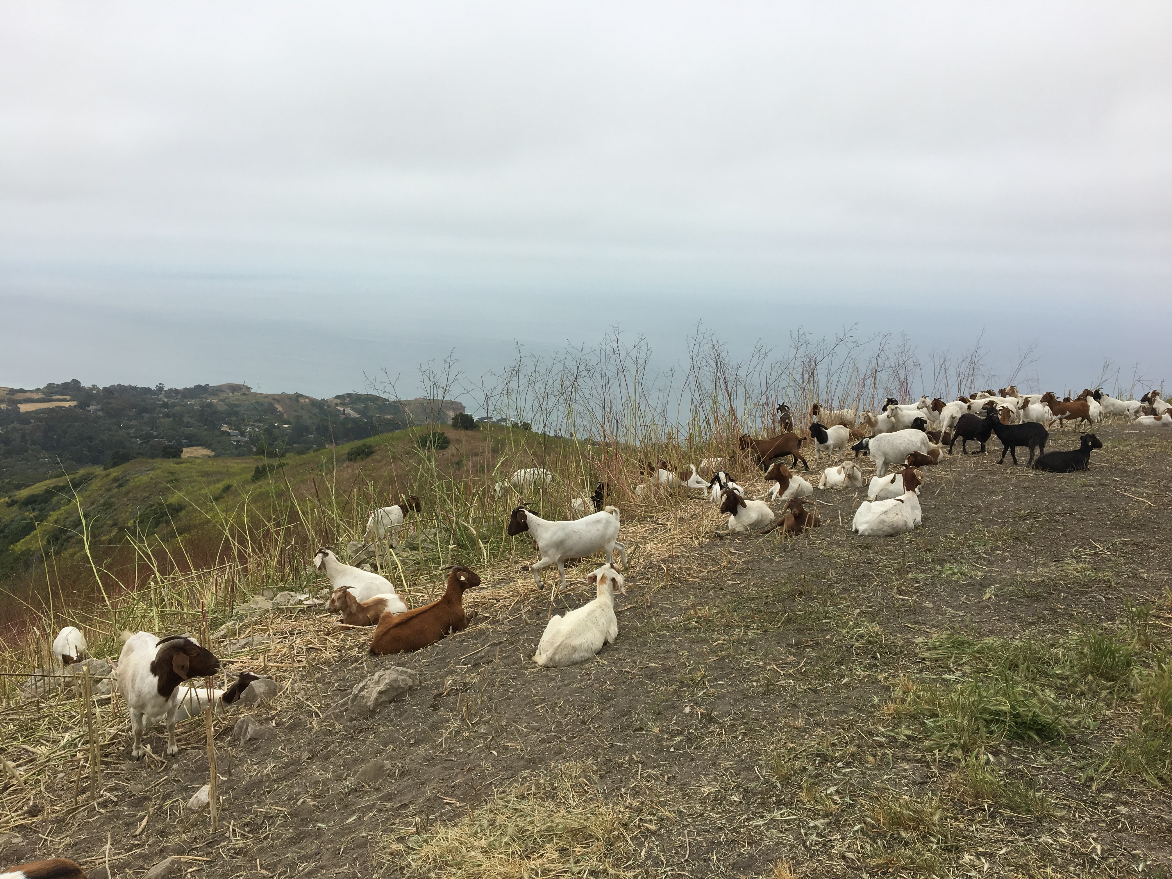 A tribe of goats at Filiorum and Three Sisters Reserves...