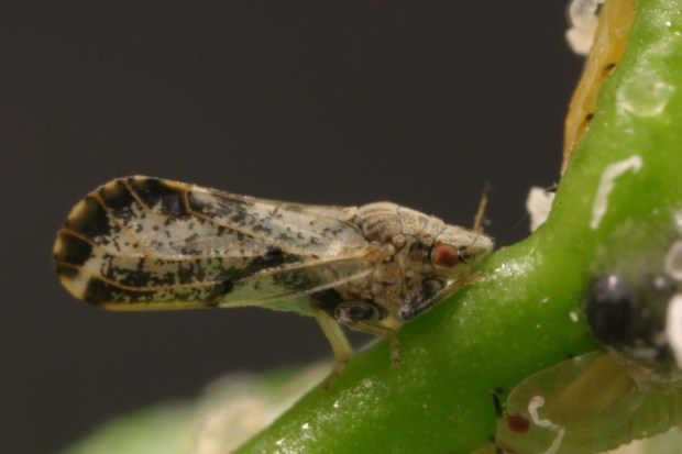 An adult Asian Citrus Psyllid feeds on a citrus tree. The insects are responsible for the spread of Huanglongbing (HLB), an incurable citrus tree disease. (Courtesy of the California Department of Food and Agriculture, 2022).