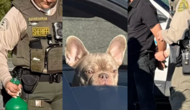 DUI suspect in Malibu found with nitrous oxide tank and French bulldog in the car – NBC Los Angeles