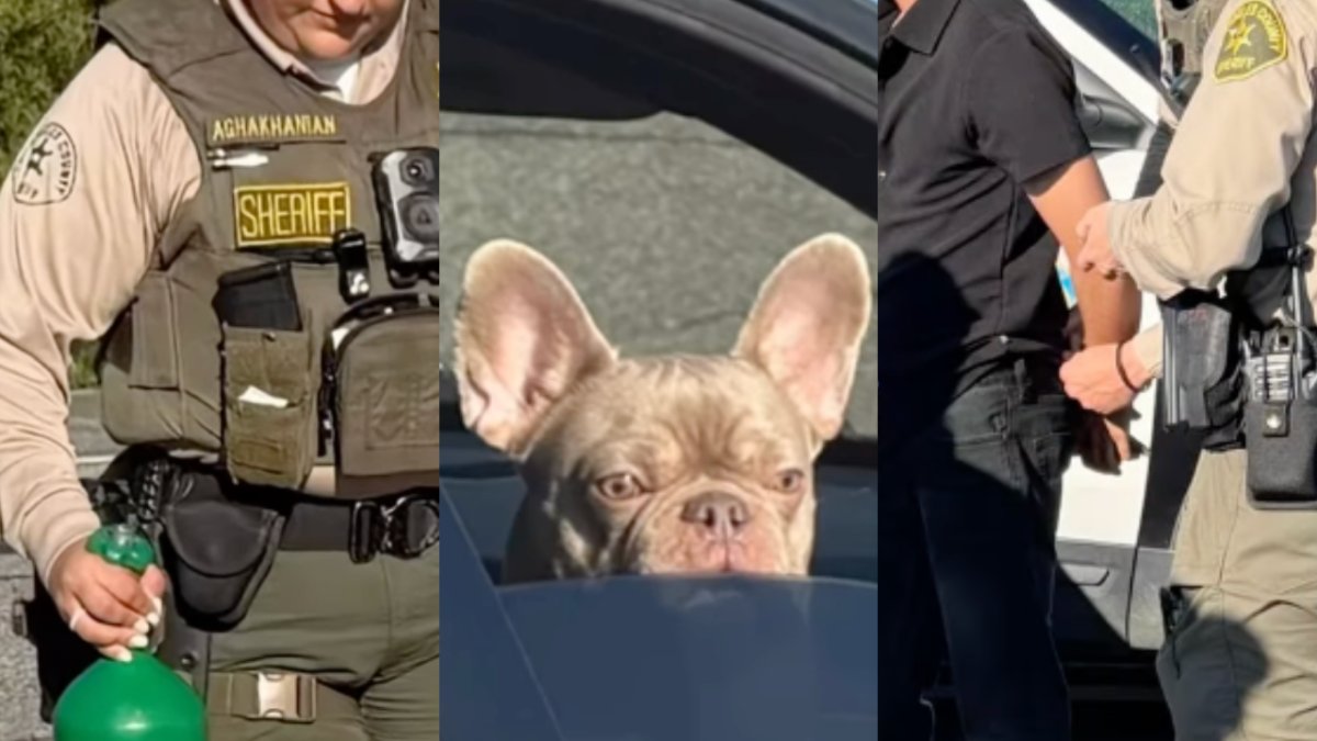DUI suspect in Malibu found with nitrous oxide tank and French bulldog in the car – NBC Los Angeles