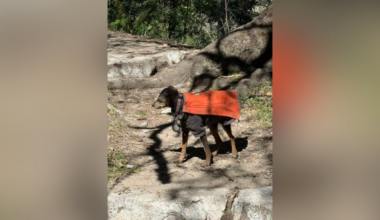 Hiker’s dog found dead after rescue near Sierra Madre – NBC Los Angeles