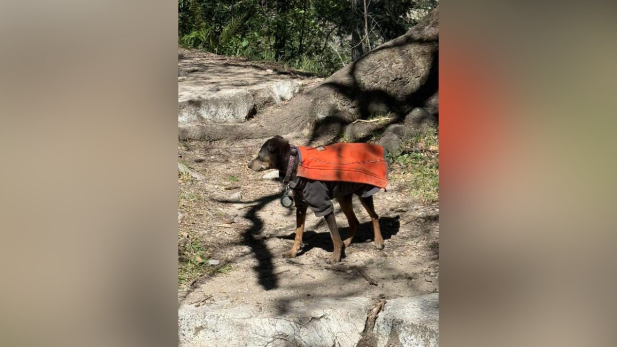 Hiker’s dog found dead after rescue near Sierra Madre – NBC Los Angeles