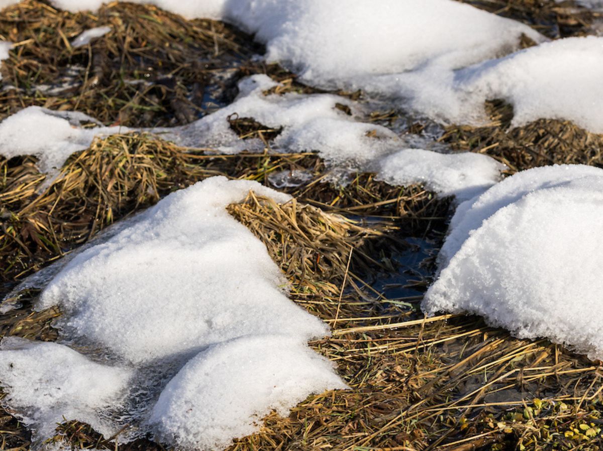 Snow blankets the Phillips Station meadow where DWR conducts the first media snow survey of the 2026 season at Phillips Station in the Sierra Nevada. Photo taken December 30, 2026.