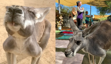 Relax and unwind with Kangaroo yoga in Agua Dulce – NBC Los Angeles