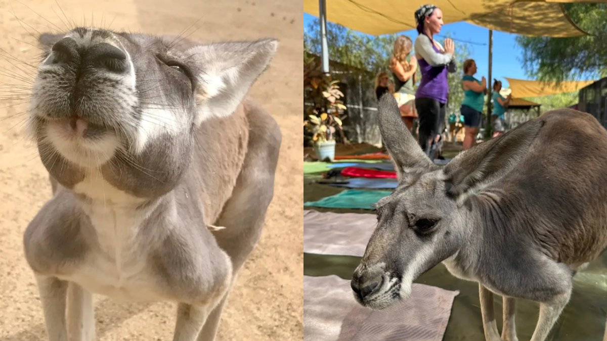 Relax and unwind with Kangaroo yoga in Agua Dulce – NBC Los Angeles