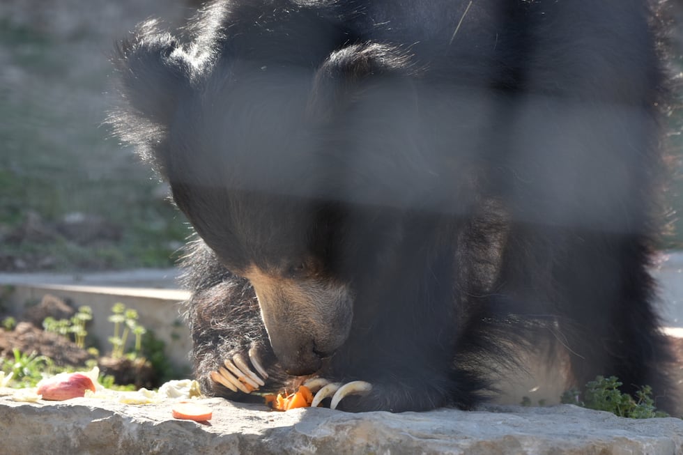 Sunset Zoo welcomes new resident Kartick