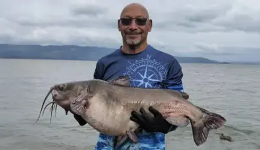 Last month, Vince Mack caught a channel catfish that weighed more than 44 pounds, breaking Clear Lake's record.