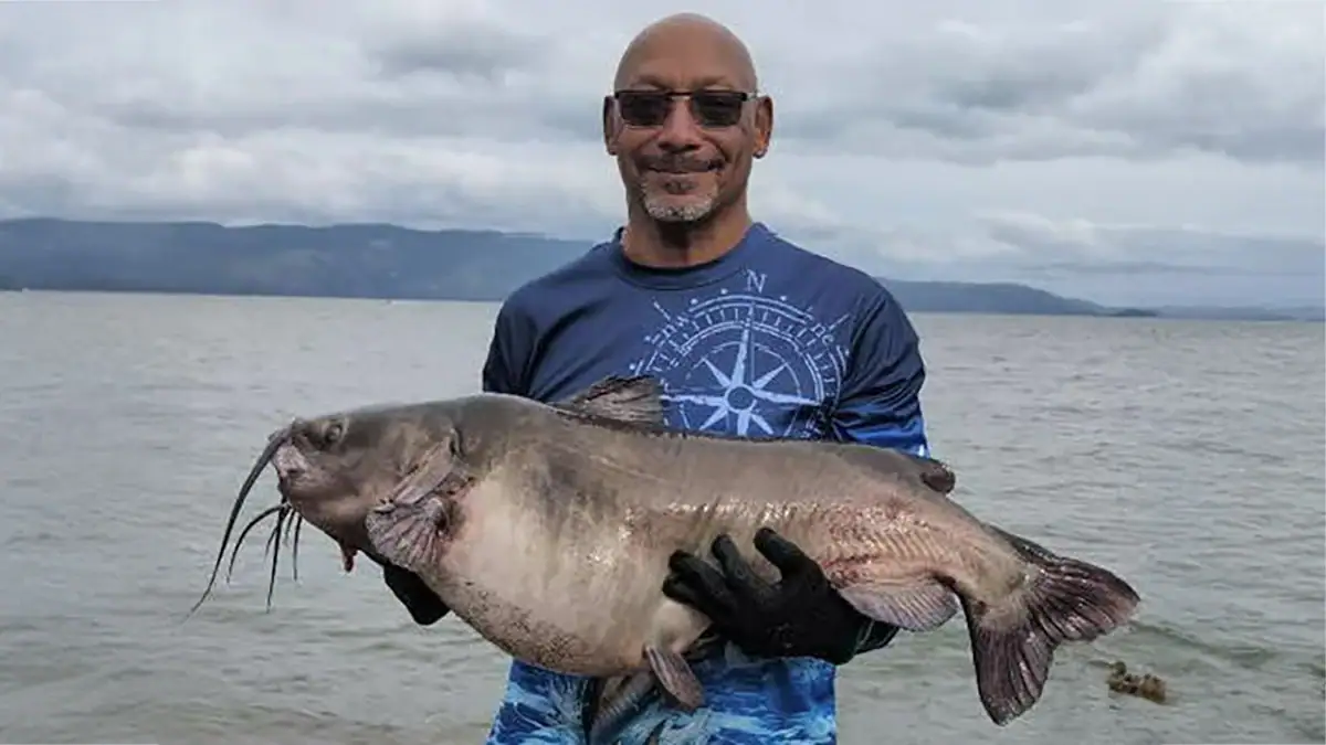 Last month, Vince Mack caught a channel catfish that weighed more than 44 pounds, breaking Clear Lake's record.