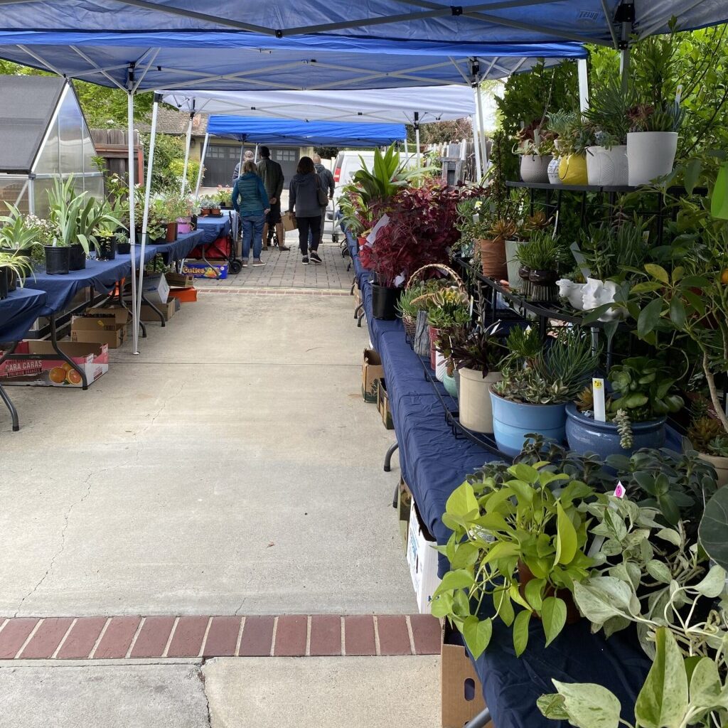 San Jose Garden Club’s spring plant sale set for April 24-25 – The Mercury News