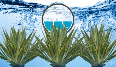 Agave and Fallowing: Water Uncertainty Changes Westlands Farming Profile