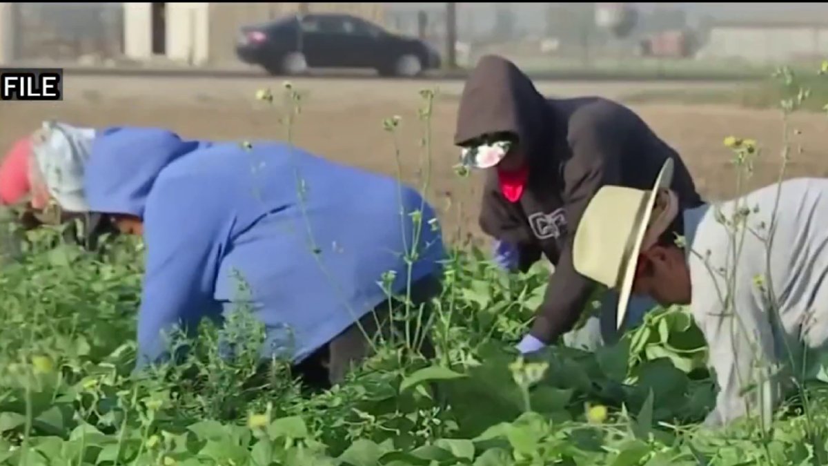 Women farmworkers raise concerns about sexual harassment and assault on the job – NBC Los Angeles