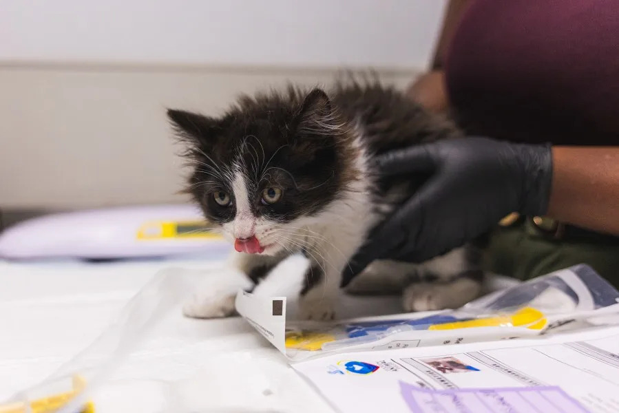 SDHS rescued 34 cats and kittens from a Northern California animal shelter on Wednesday. (San Diego Humane Society)