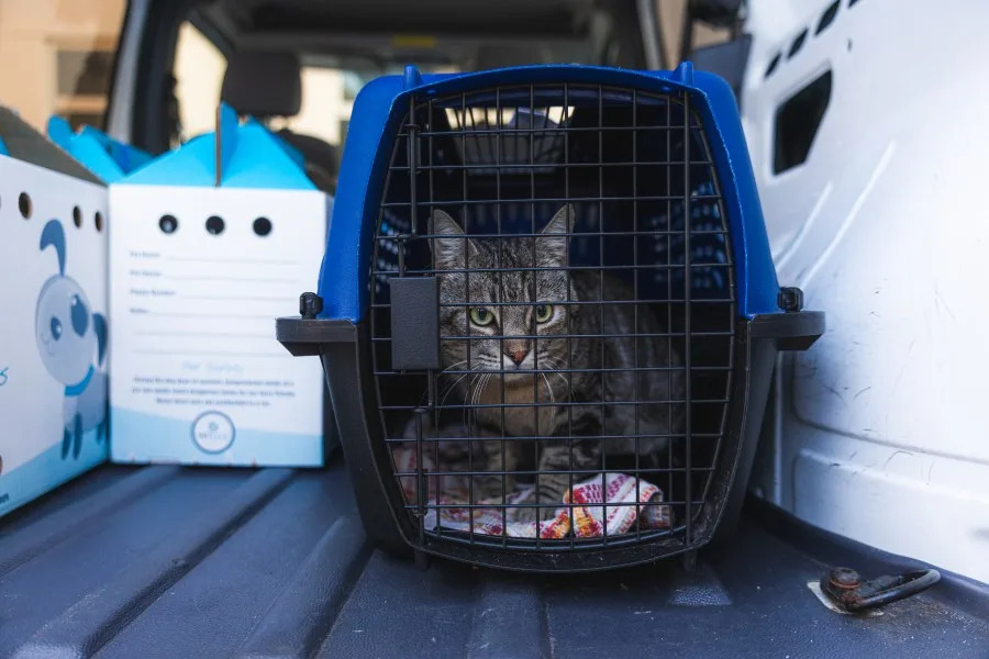 SDHS rescued 34 cats and kittens from a Northern California animal shelter on Wednesday. (San Diego Humane Society)