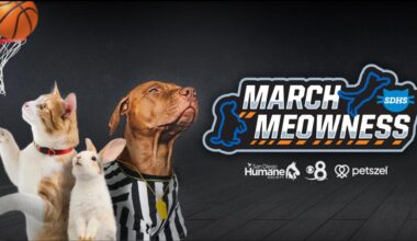 March Meowness 2026 | Voting opens soon for San Diego's most photogenic pets