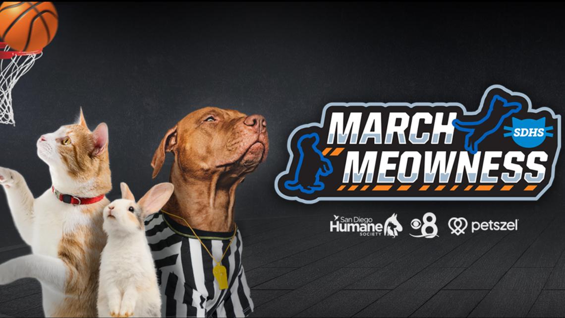 March Meowness 2026 | Voting opens soon for San Diego's most photogenic pets