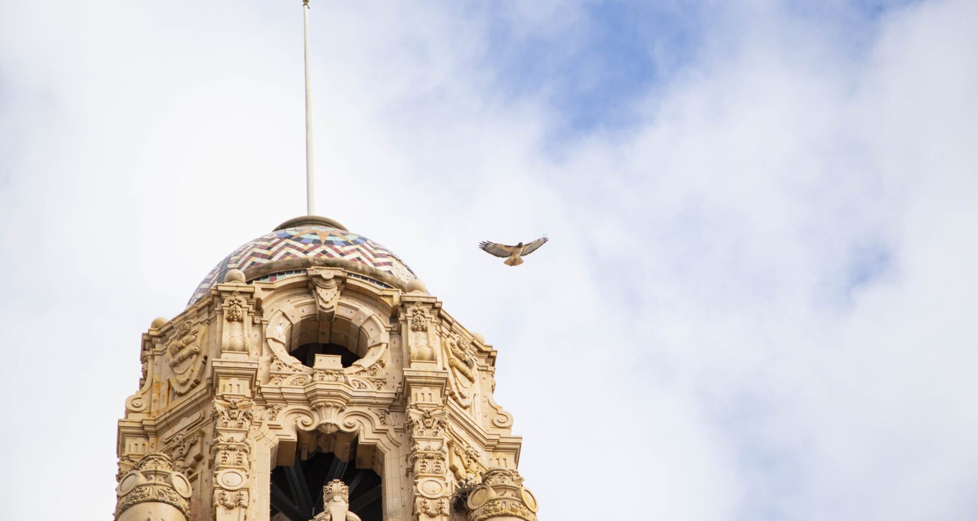 Hawks make a home above Mission High School in San Francisco
