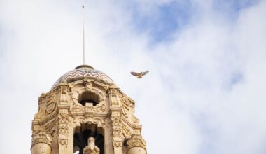 Hawks make a home above Mission High School in San Francisco