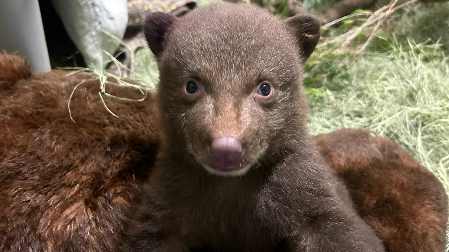 Bear cubs at wildlife facility in SoCal