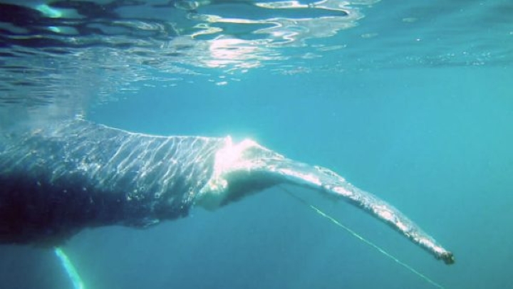 Underwater, a whale's fin glistens in sunlight as it swims through clear blue water, evoking a serene and majestic feeling. A thin line trails nearby.