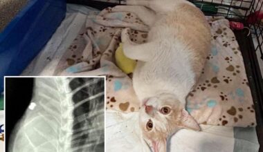 Cat killer on the loose in Los Angeles as dozens are found dead