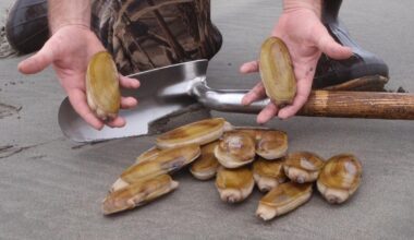 Washington Razor Clam Digging Dates Set