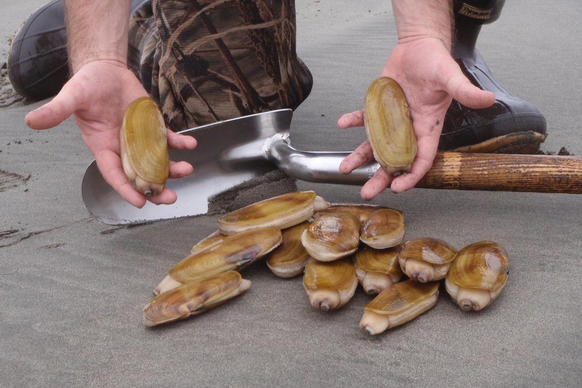 Washington Razor Clam Digging Dates Set