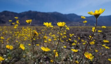 Rare ‘superbloom’ returns to California's Death Valley