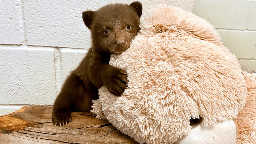 Bear cubs at wildlife facility in SoCal