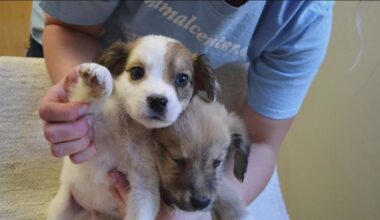 California lawmaker proposes online registry for convicted felony animal abusers