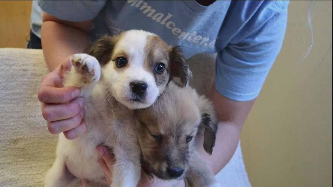 California lawmaker proposes online registry for convicted felony animal abusers