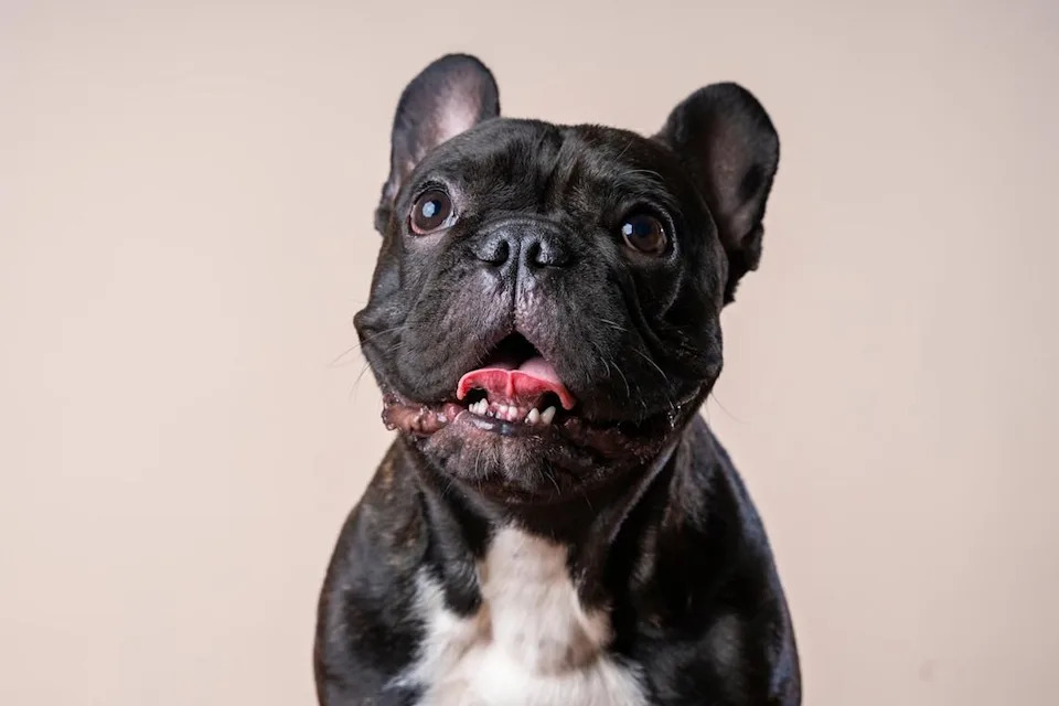The French bulldog is the most popular dog breed in California, according to the American Kennel Club.
