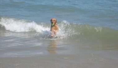 Coronado Beach reopens after closure due to sewage contamination – NBC 7 San Diego