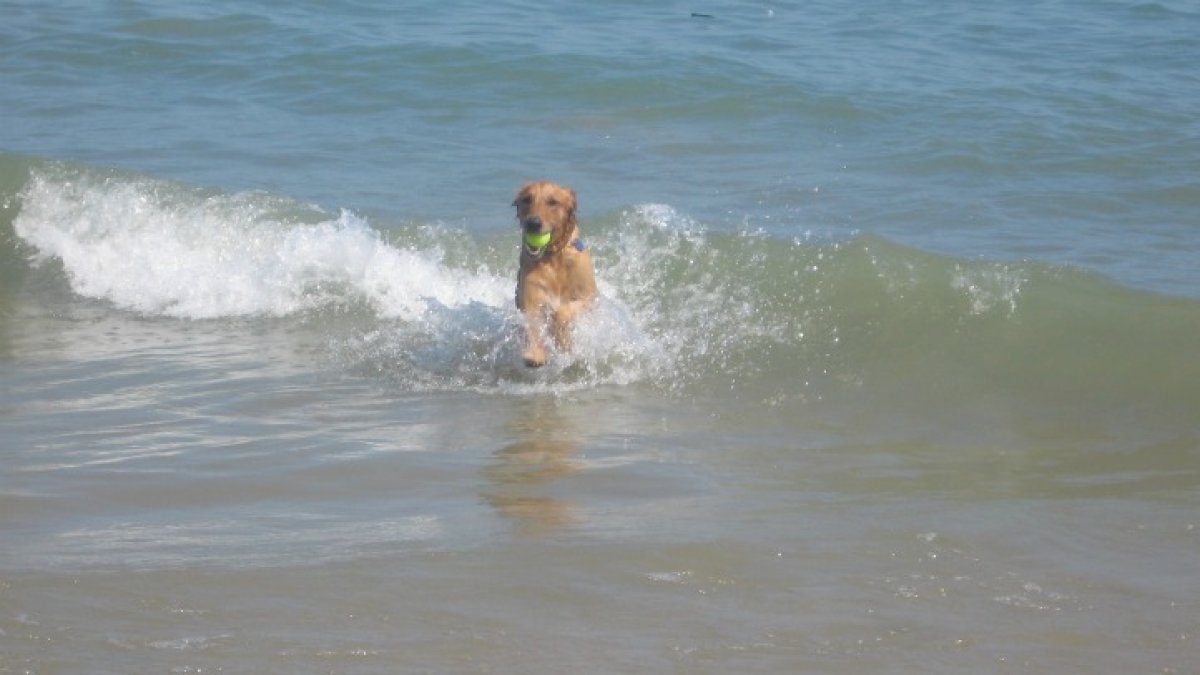 Coronado Beach reopens after closure due to sewage contamination – NBC 7 San Diego