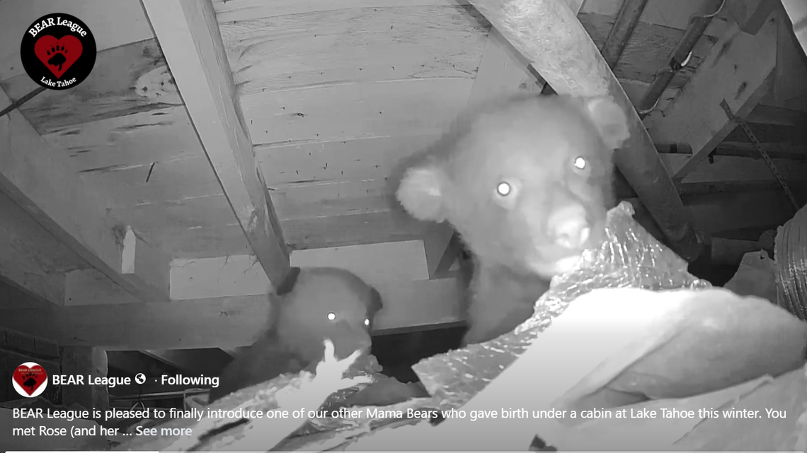 Tahoe CA bears: Watch video of mother, cubs under home