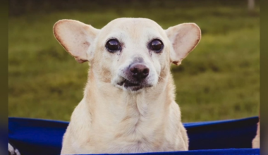 Coyote attack in Vista ends in the death of beloved chihuahua – NBC 7 San Diego