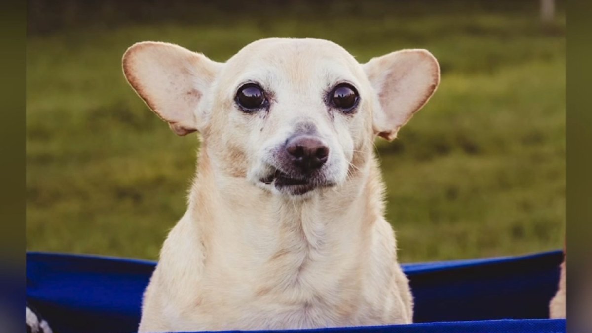 Coyote attack in Vista ends in the death of beloved chihuahua – NBC 7 San Diego