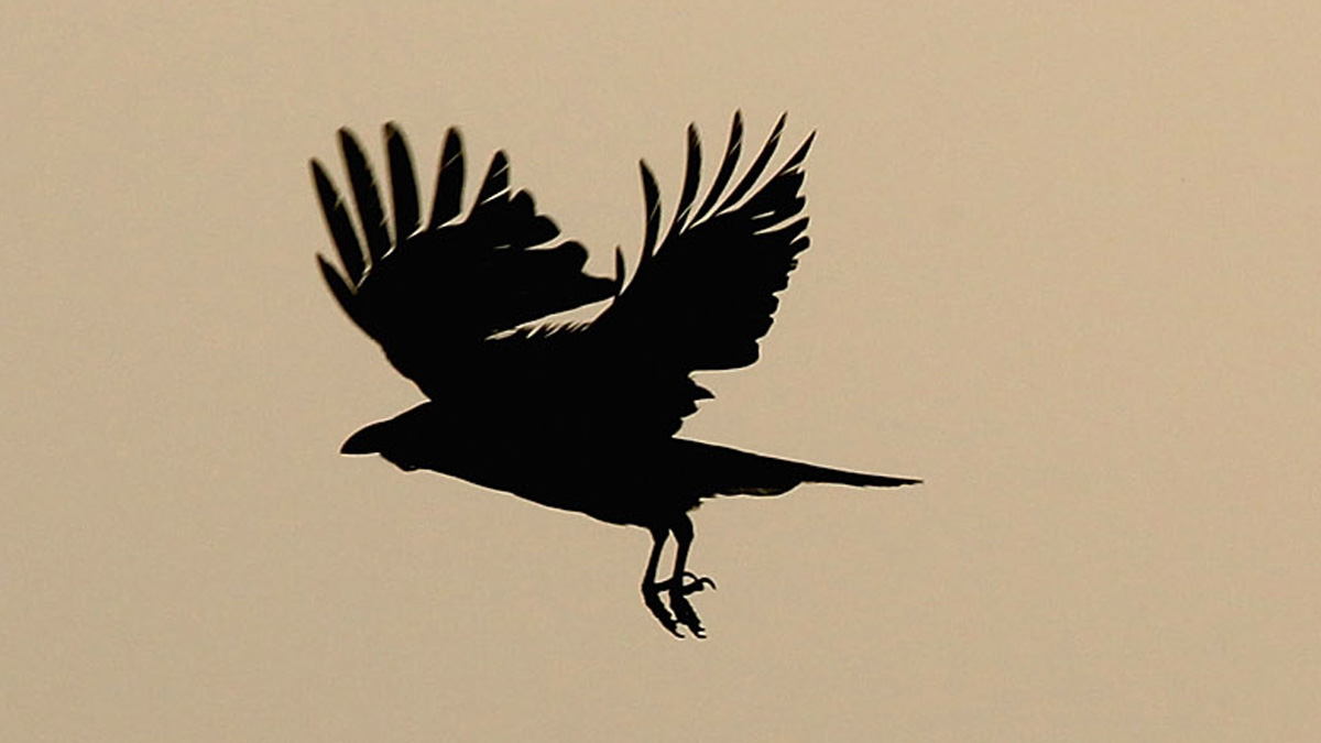 West Nile virus detected in dead crow in North Park – NBC 7 San Diego