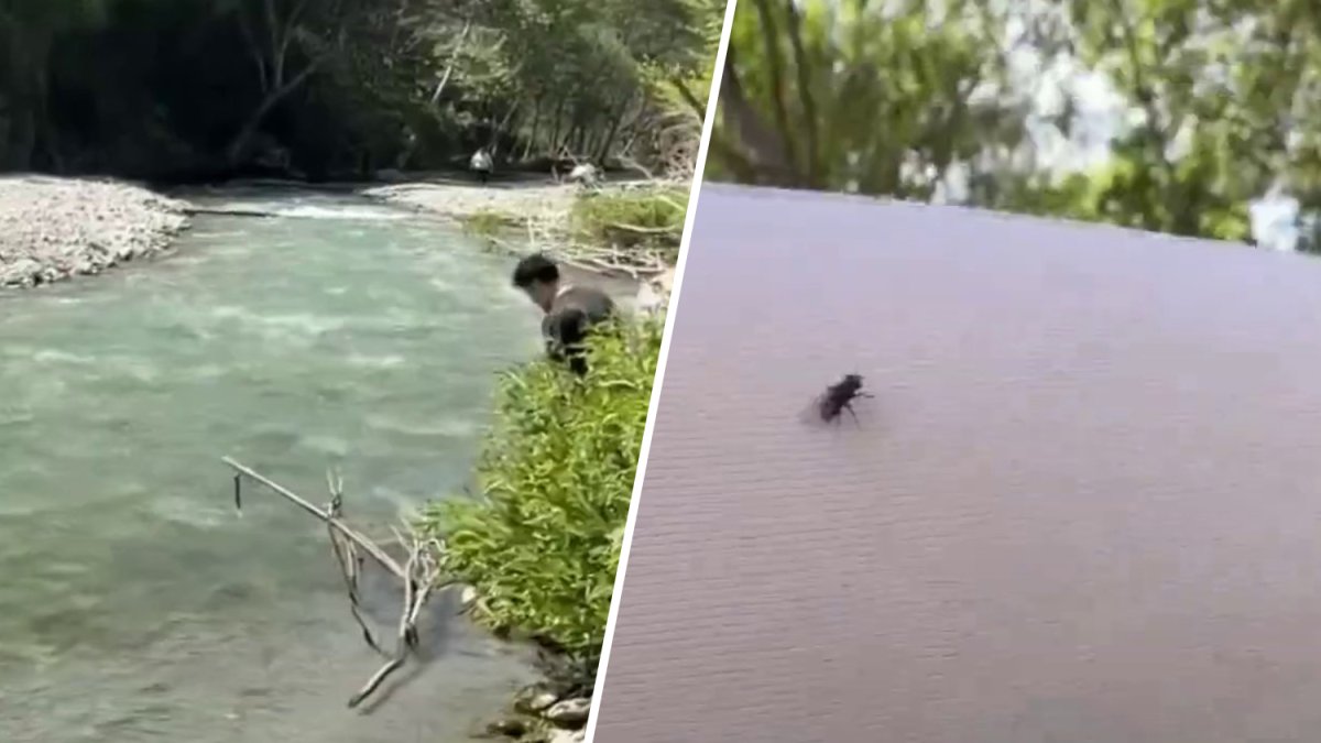 San Gabriel Valley sees a surge in ‘eye-biting’ black flies – NBC Los Angeles