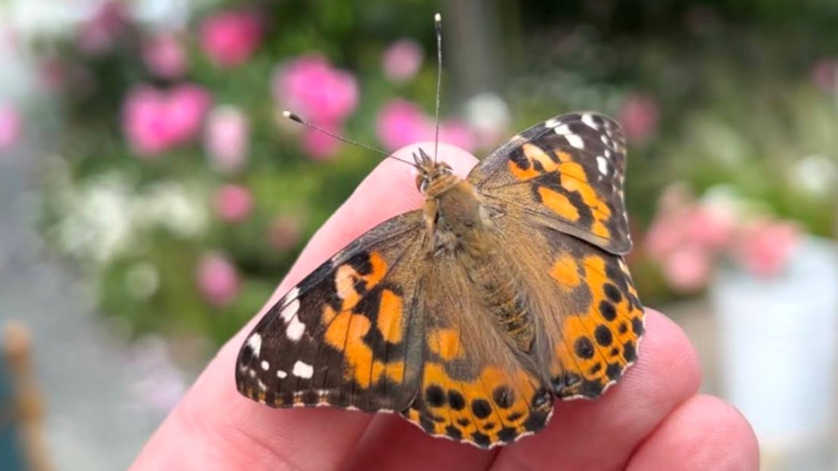 The Flower Fields are opening, along with a new butterfly-filled greenhouse – NBC Los Angeles