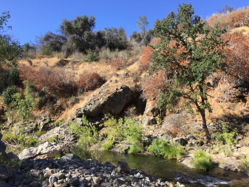 A stream in California is populated by monkeyflowers, which were studied in the newly published research.
