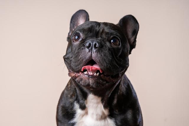  The French bulldog is the most popular dog in Sacramento, according to the American Kennel Club.