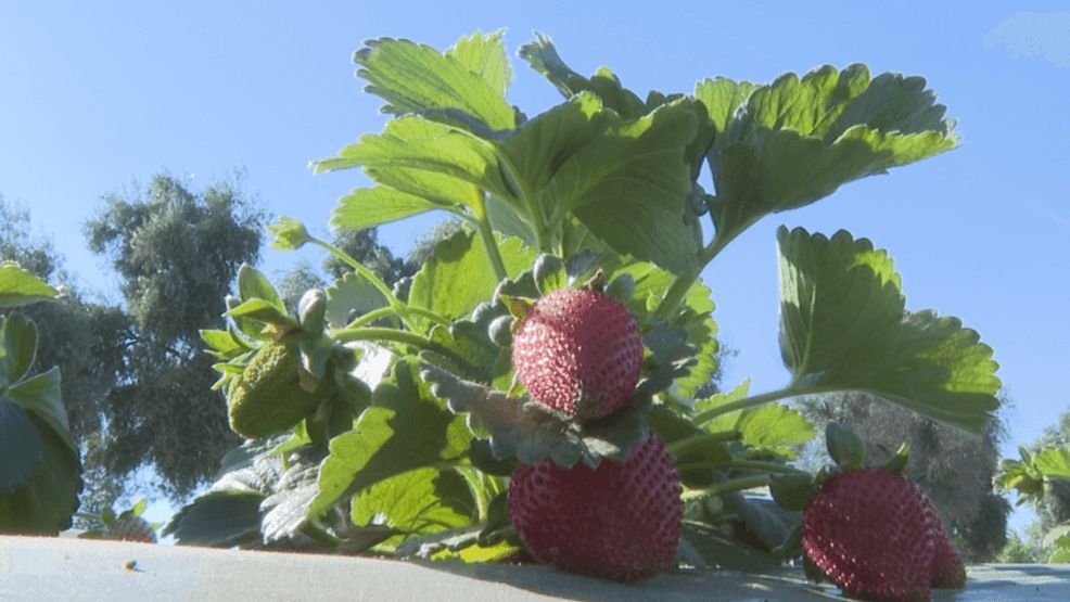 The push to pick quickly is tied to a forecast of potential rain in Fresno (PHOTOJOURNALIST CHASE GAUTHIER).